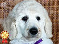 Dijual Anakan Standard Poodle