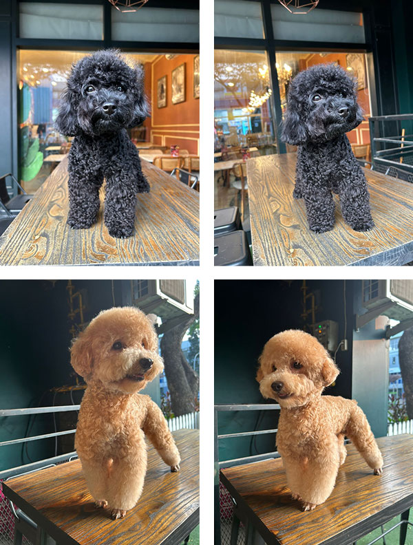 Dijual Semi Hibah 2 Ekor Poodle