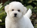 For Sale Puppy Mini Male Bichon Frise