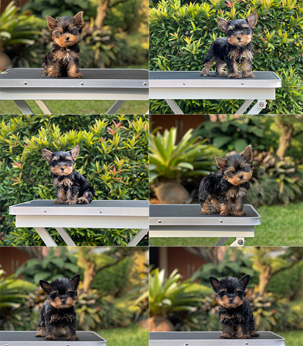 For Sale Puppy Teacup Mini Yorkshire Terrier