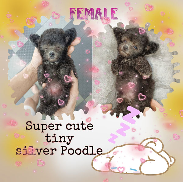 Super Cute Tiny Female Silver Poodle