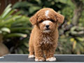 For Sale Puppy Tiny Male Female Fawn Poodle