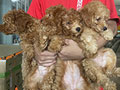 Jual Poodle