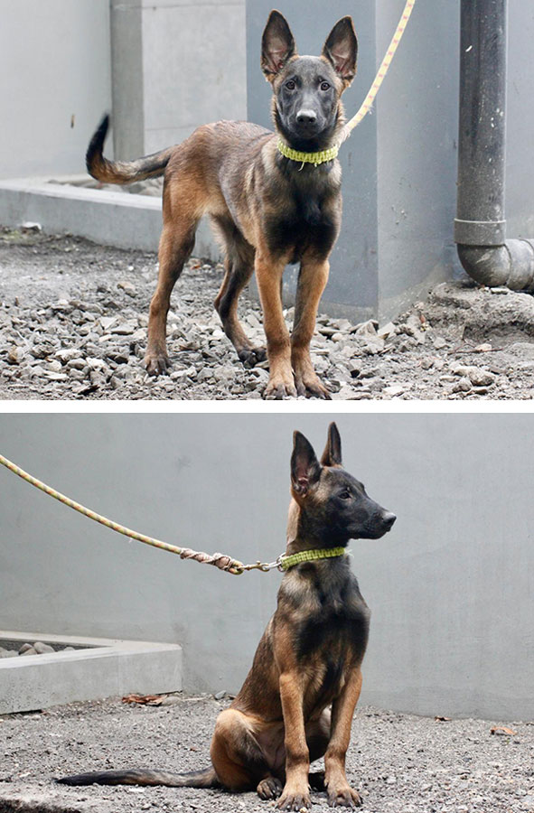 For Sale Belgian Mallinois Special Quality