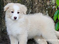 For Sale Border Collie Female