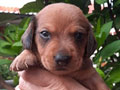Mini Dachshund Male & Female 