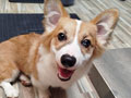Corgi Jantan Semi Fluffy