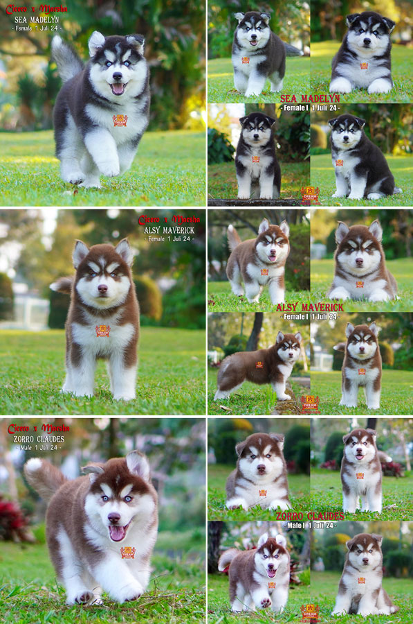 Jual 3 Baby Siberian Husky Super Pet Quality