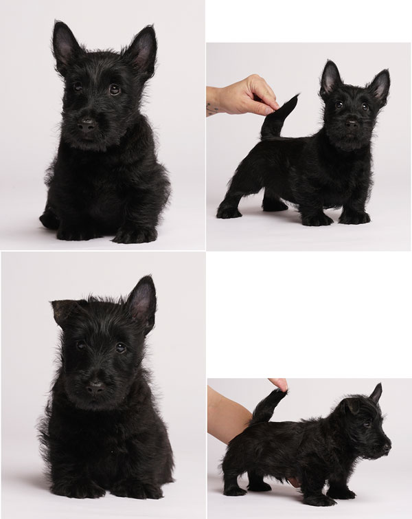 Scottish Terrier Limited Edition