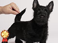 Scottish Terrier Limited Edition