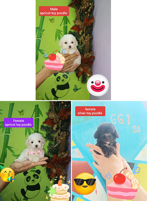 Jual 3 Ekor Poodle