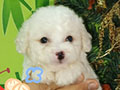 Jual 3 Ekor Poodle
