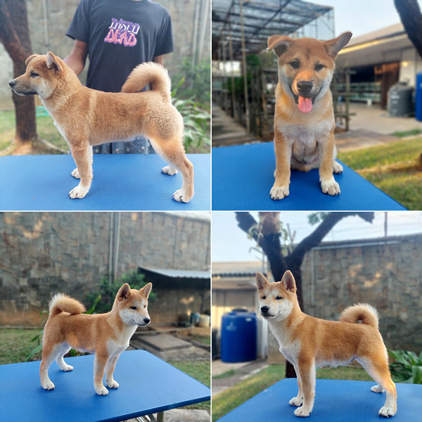 Shiba Inu High Quality