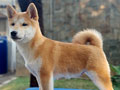Shiba Inu High Quality