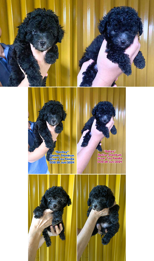 Dijual Silver Toy Poodle 