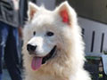 Samoyed Sehat Bandung