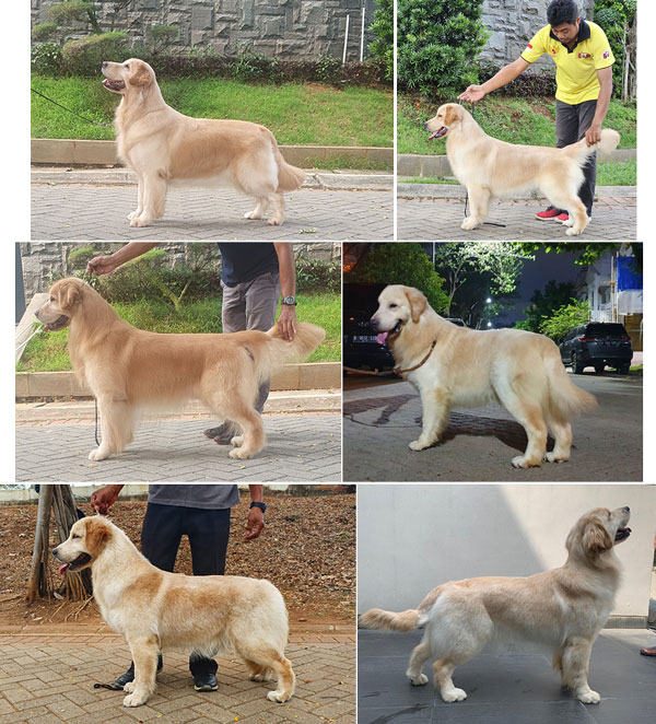 Jual Anjing Golden