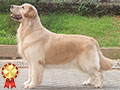 Jual Anjing Golden
