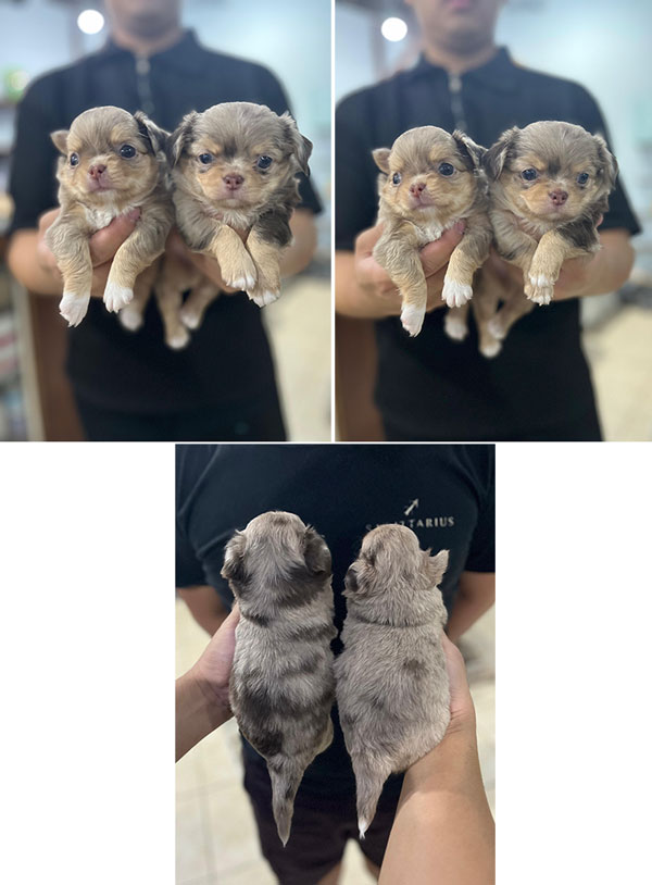  Puppy Mini Male Female Long Hair Merle Chihuahua