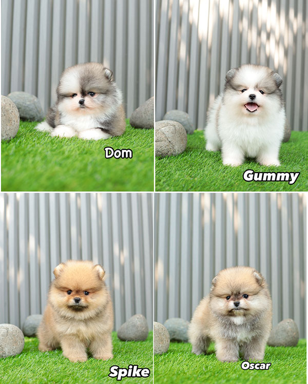 Jual 4 Ekor Anakan Pomeranian Mantab