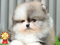 Jual 4 Ekor Anakan Pomeranian Mantab