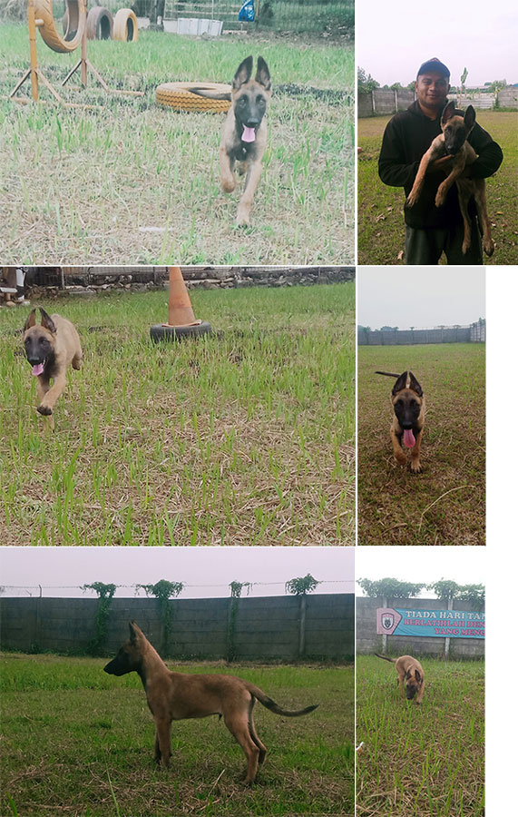 Jual Anjing Belgian Malinois