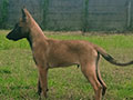 Jual Anjing Belgian Malinois