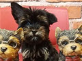 Jual Super Mini Yorkshire Terrier