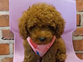 Jual Poodle