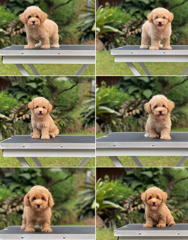 For Sale Puppy Tiny Apricot Fawn Poodle