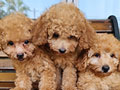 Jual Cepat Toy Poodle
