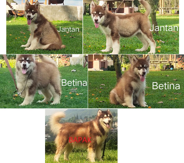 Jual 2 Alaskan Malamute Red Giant Size
