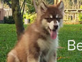 Jual 2 Alaskan Malamute Red Giant Size