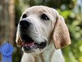 Yellow Female Labrador Retriever 