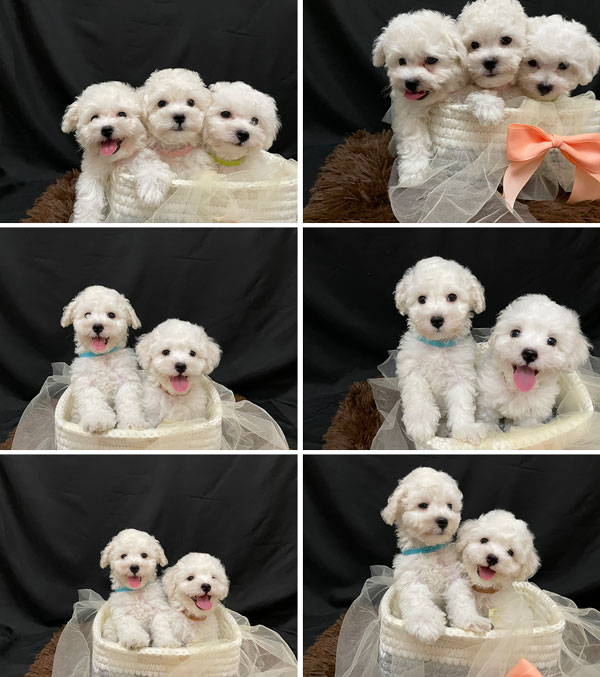 Bichon Frise Keturunan Korea