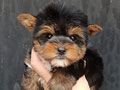 Jual Mini Yorkie