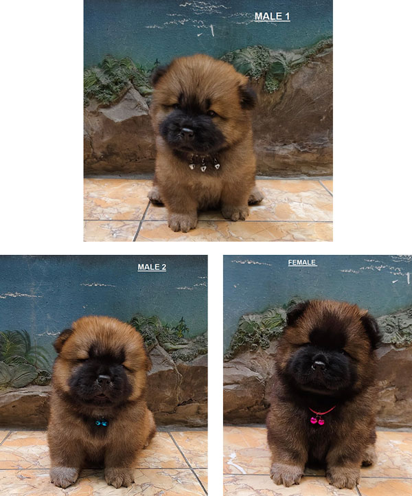 Chow Chow Puppy Import Quality