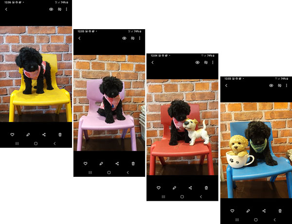 Tiny Toy Poodle