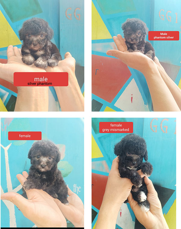 Super Cute Tiny Silver Poodle