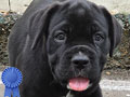 Dijual Puppy Cane Corso Good Quality
