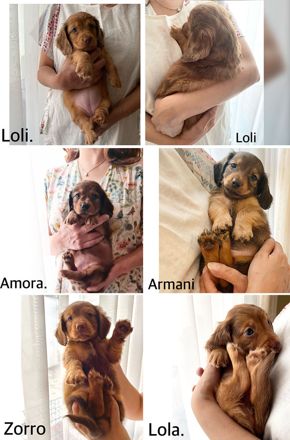Longhaired Dachshund Puppies