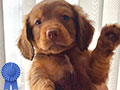 Longhaired Dachshund Puppies