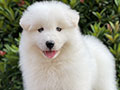 For Sale Puppy Male Female Samoyed