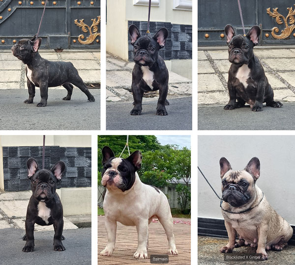 Puppy French Bulldog Male