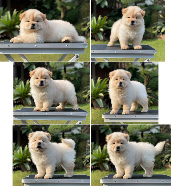 For Sale Puppy Female Chow Chow