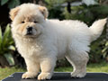 For Sale Puppy Female Chow Chow