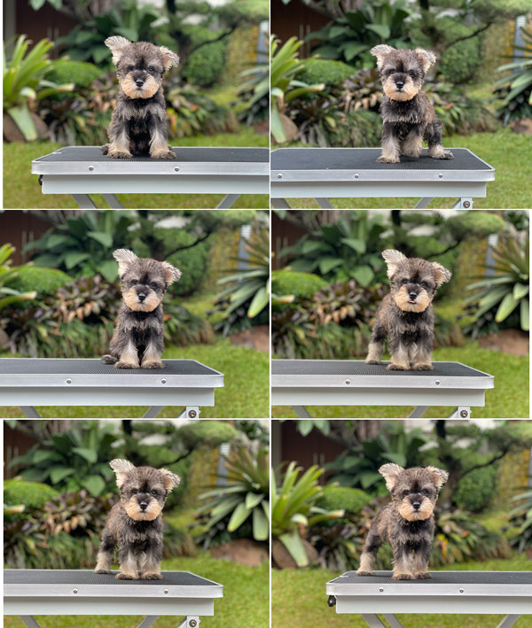 Puppy Male Miniature Schnauzer