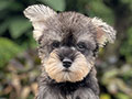 Puppy Male Miniature Schnauzer