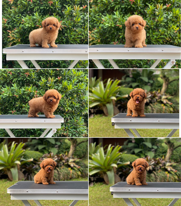 Puppy Teacup & Super Tiny Male Female Red Toy