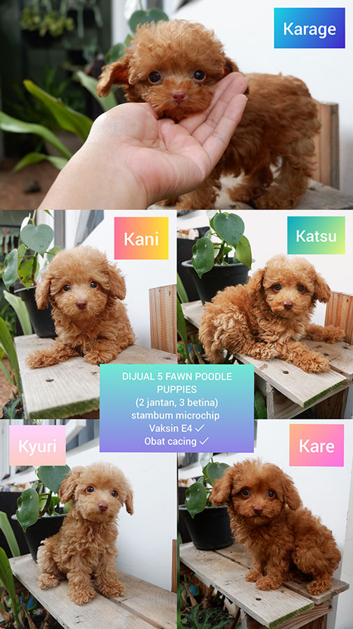 Sale 5 Cute Puppies Toy Poodle